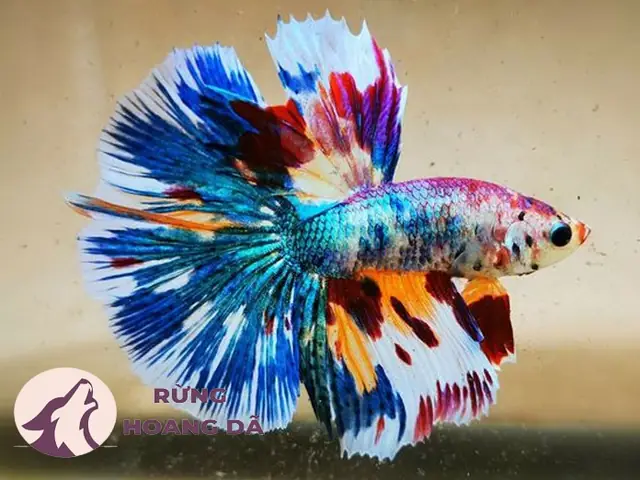Mua Cá Betta ở Đâu Uy Tín? Kinh Nghiệm Chọn và Chăm Sóc Toàn Diện