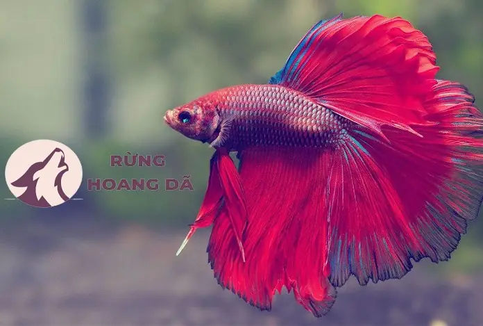 Mua Cá Betta ở Đâu Uy Tín? Kinh Nghiệm Chọn và Chăm Sóc Toàn Diện