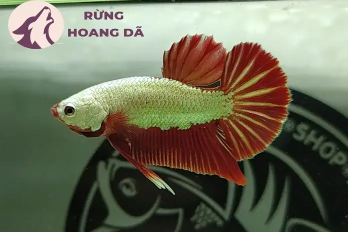 Mua Cá Betta ở Đâu Uy Tín? Kinh Nghiệm Chọn và Chăm Sóc Toàn Diện
