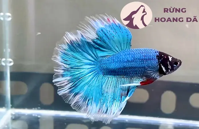 Mua Cá Betta ở Đâu Uy Tín? Kinh Nghiệm Chọn và Chăm Sóc Toàn Diện