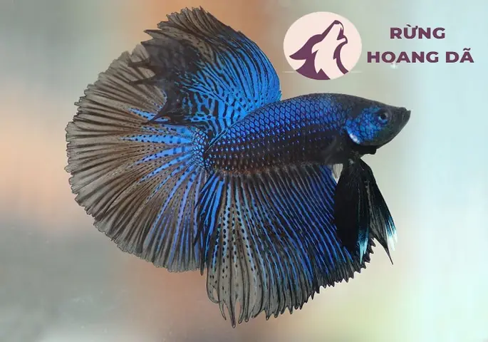 Mua Cá Betta ở Đâu Uy Tín? Kinh Nghiệm Chọn và Chăm Sóc Toàn Diện