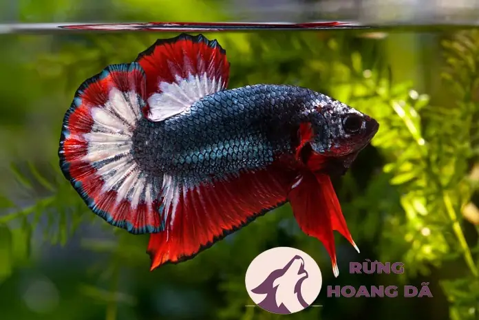 Mua Cá Betta ở Đâu Uy Tín? Kinh Nghiệm Chọn và Chăm Sóc Toàn Diện