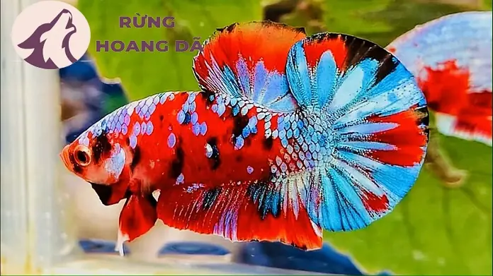 Mua Cá Betta ở Đâu Uy Tín? Kinh Nghiệm Chọn và Chăm Sóc Toàn Diện