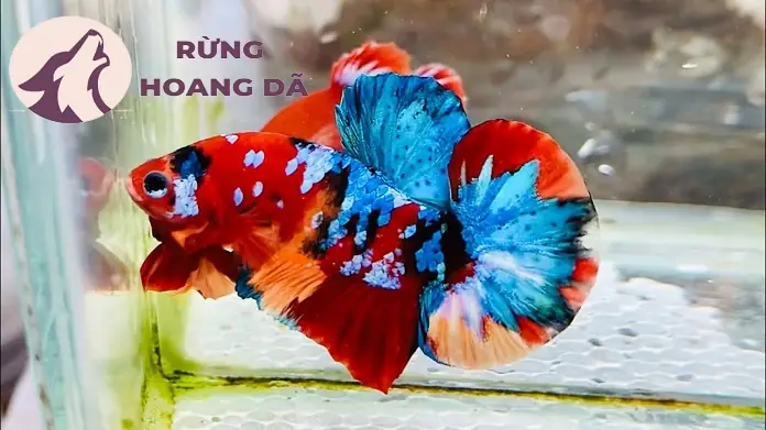 Mua Cá Betta ở Đâu Uy Tín? Kinh Nghiệm Chọn và Chăm Sóc Toàn Diện