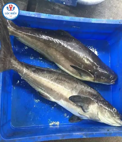 Kinh Nghiệm Mua Cá Biển Tươi Ngon Tại Hà Nội