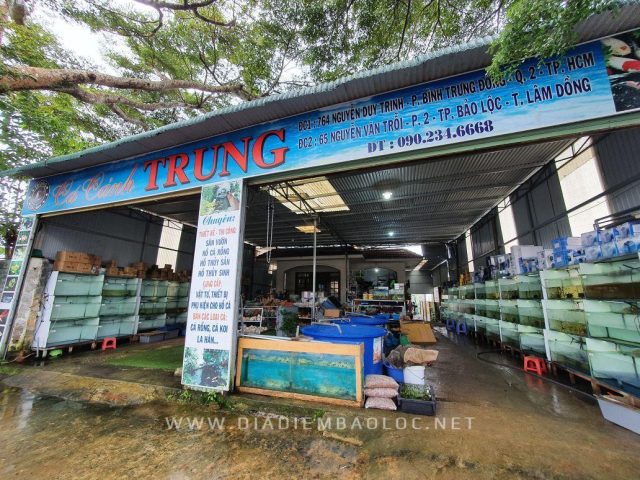 Mua cá cảnh gần đây với đa dạng phụ kiện