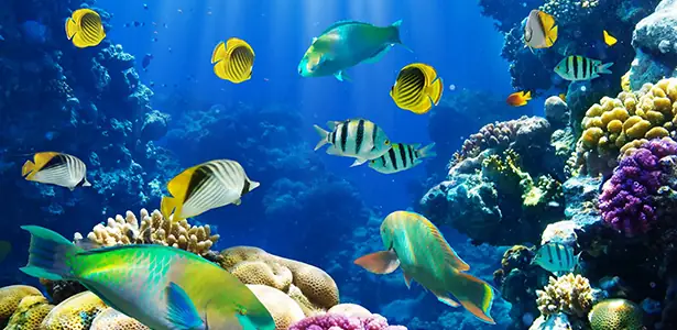 Mua Cá Cảnh Giá Rẻ: Ưu Nhược Điểm Và Lời Khuyên Chuyên Gia