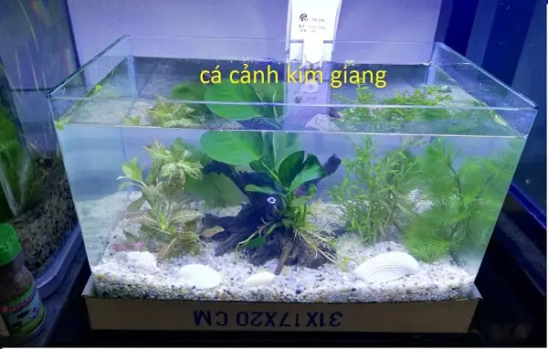 Kinh Nghiệm Chọn Mua Cá Cảnh Mini Đẹp và Khỏe Mạnh
