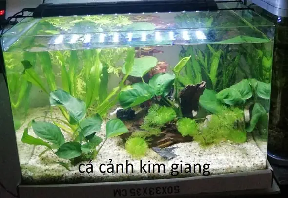 Kinh Nghiệm Chọn Mua Cá Cảnh Mini Đẹp và Khỏe Mạnh