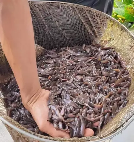 Kinh nghiệm chọn mua cá chình giống ở miền Bắc chất lượng