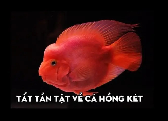 Mua cá hồng két ở Hà Nội: Nơi nào uy tín, giá tốt?
