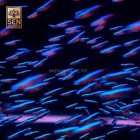 Kinh nghiệm mua cá Neon Vua khỏe mạnh và đẹp Kinh nghiệm mua cá Neon Vua khỏe mạnh và đẹp