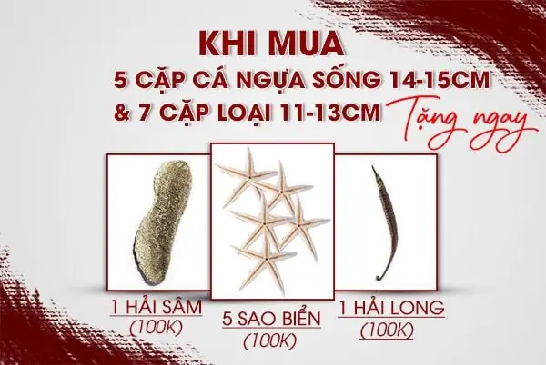 Mua Cá Ngựa Ở Đâu Đảm Bảo Chất Lượng: Hướng Dẫn Toàn Diện