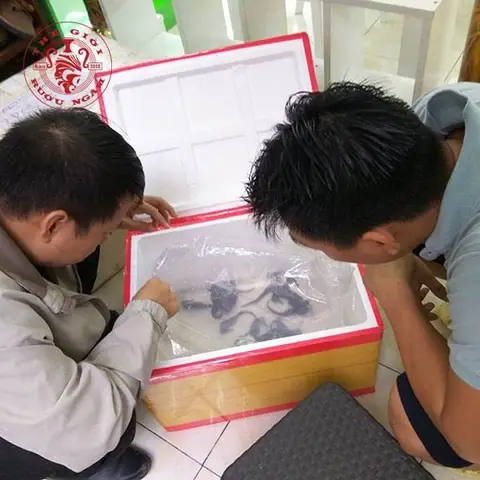 Mua Cá Ngựa Ở Đâu Đảm Bảo Chất Lượng: Hướng Dẫn Toàn Diện