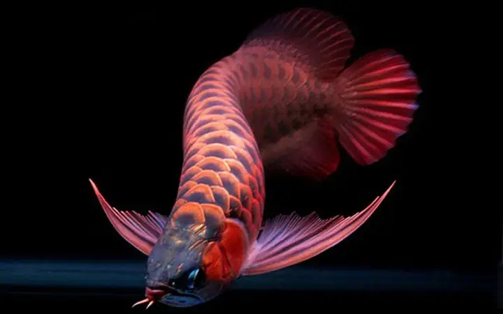 mua cá rồng con giá rẻ