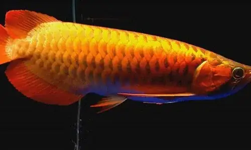 mua cá rồng con giá rẻ