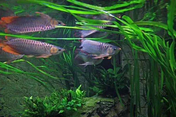 mua cá rồng con giá rẻ