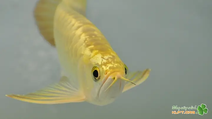 mua cá rồng size nhỏ mua cá rồng size nhỏ