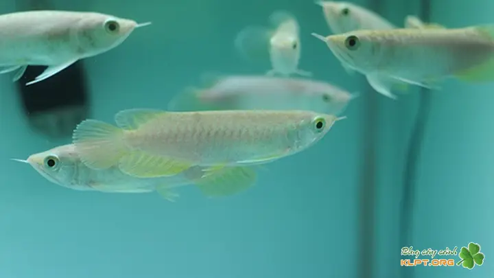mua cá rồng size nhỏ mua cá rồng size nhỏ