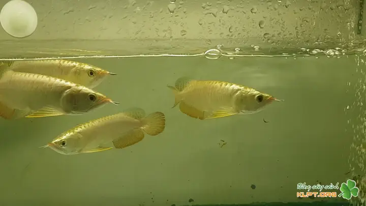 mua cá rồng size nhỏ mua cá rồng size nhỏ