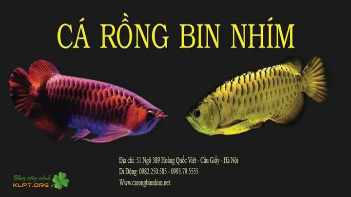 mua cá rồng size nhỏ