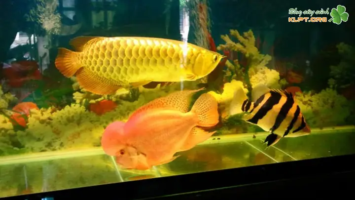 mua cá rồng size nhỏ mua cá rồng size nhỏ