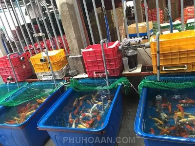 Kinh nghiệm chọn mua hồ nuôi cá Koi bằng nhựa chất lượng