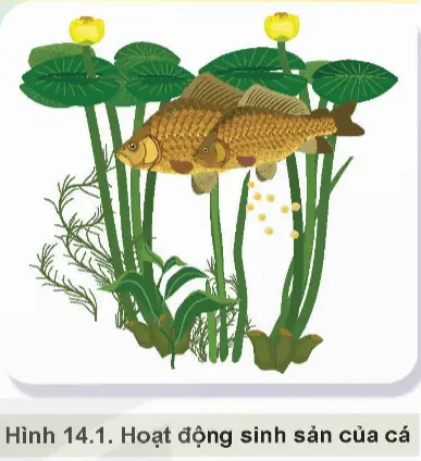 Mùa Sinh Sản Của Cá Trê: Thời Điểm Và Đặc Điểm Chi Tiết
