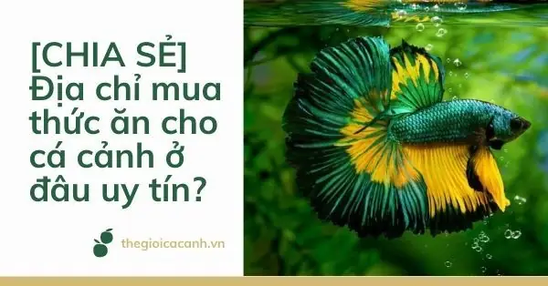 Hướng Dẫn Mua Thức Ăn Cho Cá Ở Đâu Uy Tín, Hiệu Quả Nhất