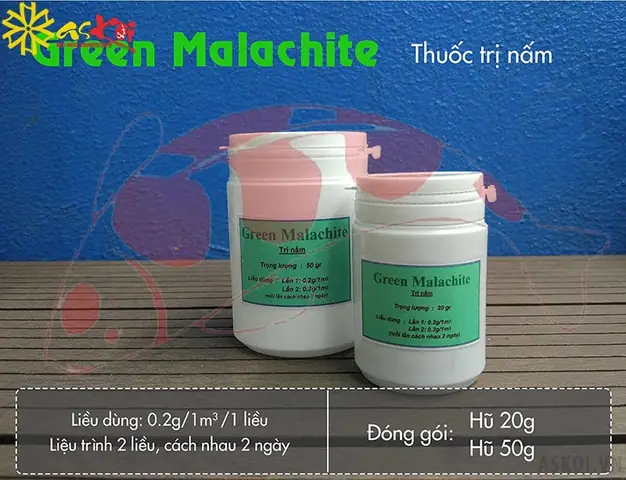 Nấm Trắng Cá Koi: Từ Nhận Diện Đến Điều Trị Và Phòng Ngừa Hiệu Quả