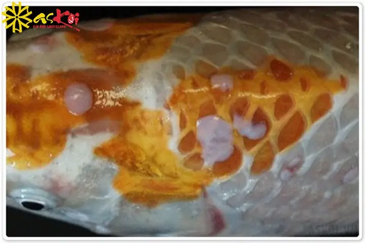 Nấm Trắng Cá Koi: Từ Nhận Diện Đến Điều Trị Và Phòng Ngừa Hiệu Quả
