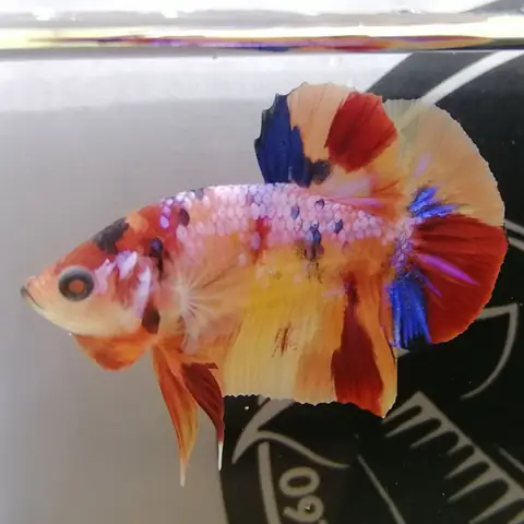 Cá Nemo Là Cá Gì? Khám Phá Toàn Diện Về Loài Cá Hề Biểu Tượng