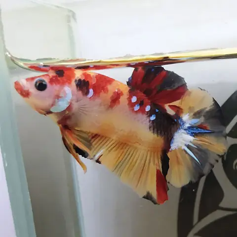 Cá Nemo Là Cá Gì? Khám Phá Toàn Diện Về Loài Cá Hề Biểu Tượng