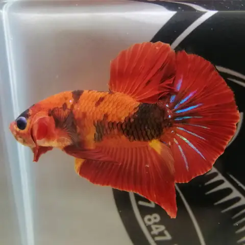 Cá Nemo Là Cá Gì? Khám Phá Toàn Diện Về Loài Cá Hề Biểu Tượng