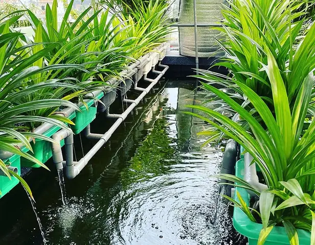 Gợi ý các loài cá cảnh nên nuôi trên sân thượng lý tưởng