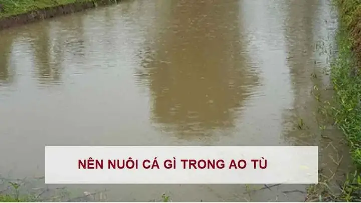 Nên Nuôi Cá Gì Trong Ao Tù? Phân Tích & Hướng Dẫn Toàn Diện