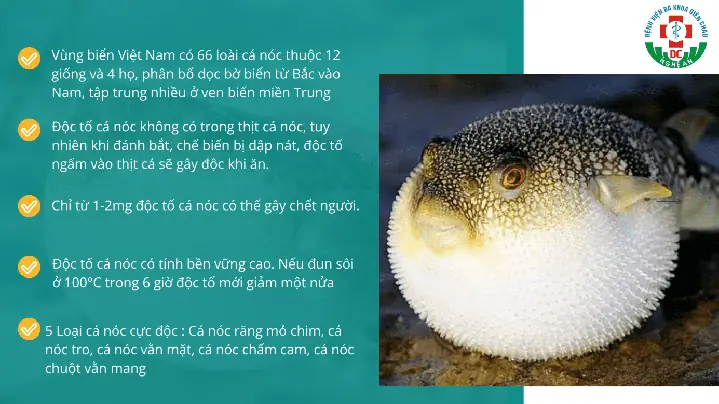 Ngộ Độc Cá Nóc: Các Bước Điều Trị Và Cấp Cứu Khẩn Cấp