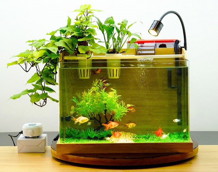 Người chơi cá cảnh đang cân nhắc số lượng cá trong một bể thủy sinh trang trí đẹp mắt, cách xác định mật độ nuôi cá cảnh