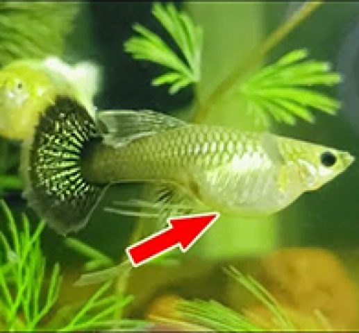 Người đàn ông đang chăm sóc một bể cá cảnh, thể hiện sự quan tâm đến cá bảy màu.