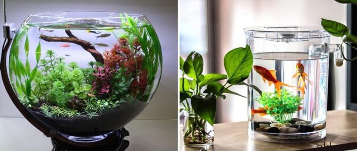 Người đang chăm sóc bình nuôi cá cảnh mini