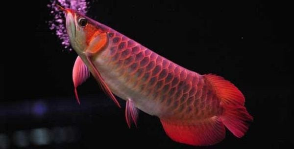 Người đang cho muối vào bể cá cảnh một cách cẩn trọng