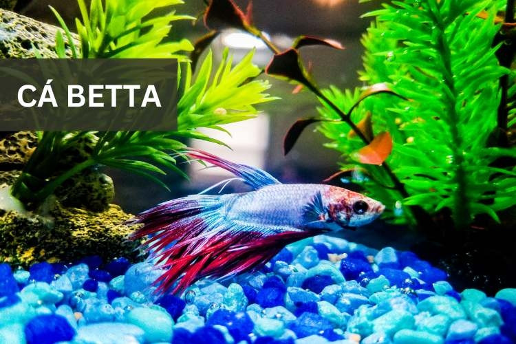 Người mới bắt đầu tìm hiểu về cách lựa chọn cá cảnh phù hợp để nuôi