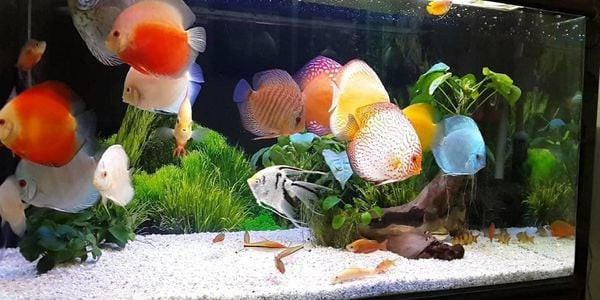 Người nuôi cá đang cho cá cảnh ăn bằng tay trong bể cá sạch