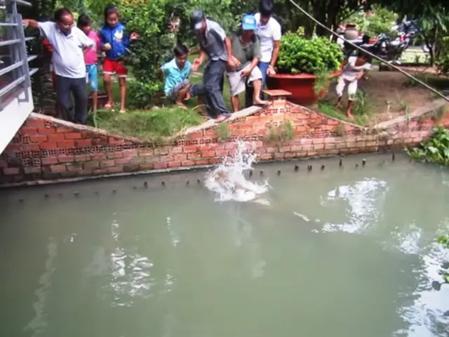 Người Nuôi Cá Hải Tượng Ở Tây Ninh: Đam Mê Và Những Thách Thức Người Nuôi Cá Hải Tượng Ở Tây Ninh: Đam Mê Và Những Thách Thức