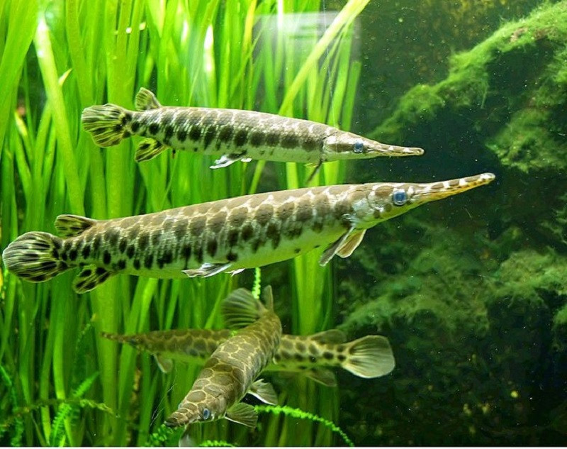 Người yêu cá cảnh băn khoăn về câu hỏi cá cảnh ăn được không, một suy nghĩ phổ biến trong cộng đồng Aquatech.