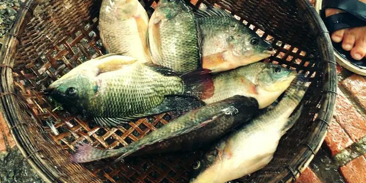 Nguồn Gốc Cá Rô Phi: Lịch Sử, Đặc Điểm & Vai Trò Toàn Cầu Nguồn Gốc Cá Rô Phi: Lịch Sử, Đặc Điểm & Vai Trò Toàn Cầu