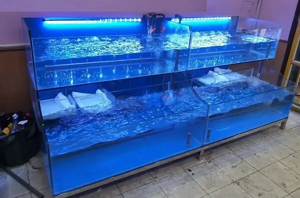 Top 7 Nhà Hàng Bể Cá Độc Đáo Khó Bỏ Qua Tại Việt Nam