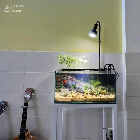 Nhiệt độ bể cá: Hướng dẫn kiểm soát và duy trì môi trường sống lý tưởng