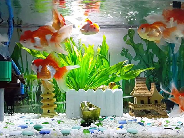 Nhiều cá cảnh trong bể lớn