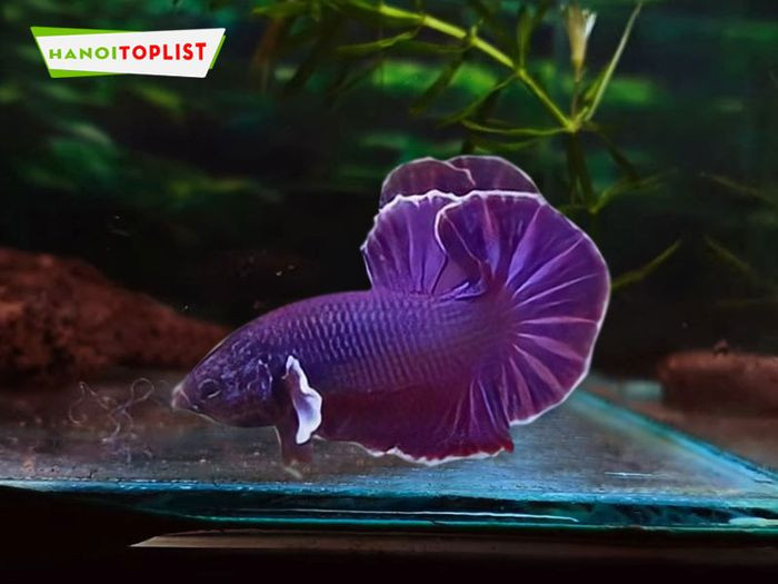 Nhiều chú cá betta với màu sắc đa dạng bơi trong các ngăn bể nhỏ tại King AQua